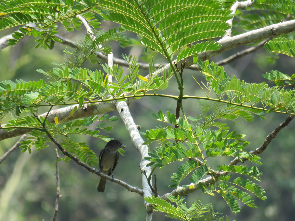 Rose-throated Becard - Sam Holcomb