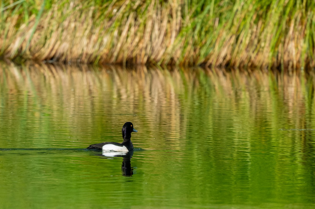 Tufted Duck - ML619632088