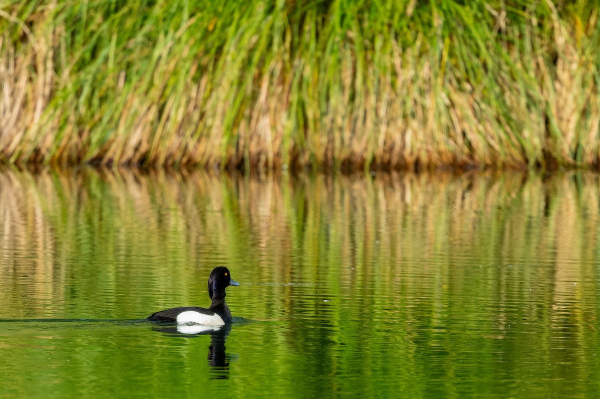 Tufted Duck - ML619632090