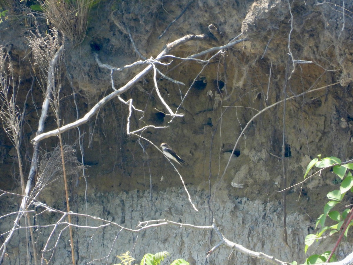 Bank Swallow - Pat Hare