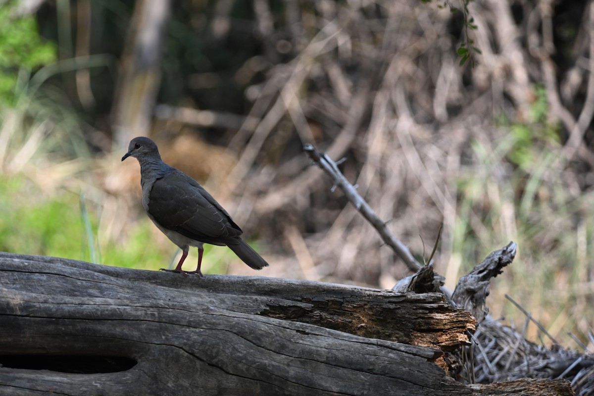 White-tipped Dove - ML619632092