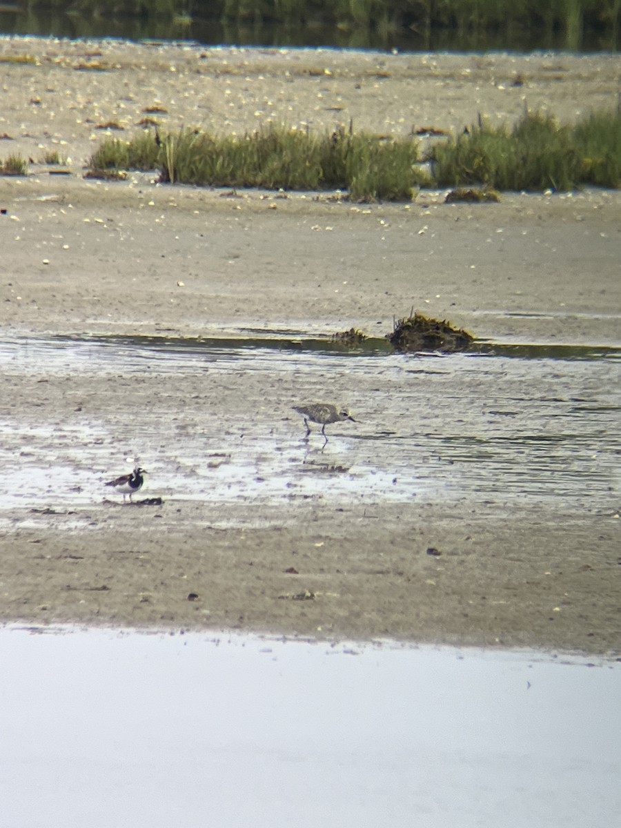 Black-bellied Plover - Trevor Mild