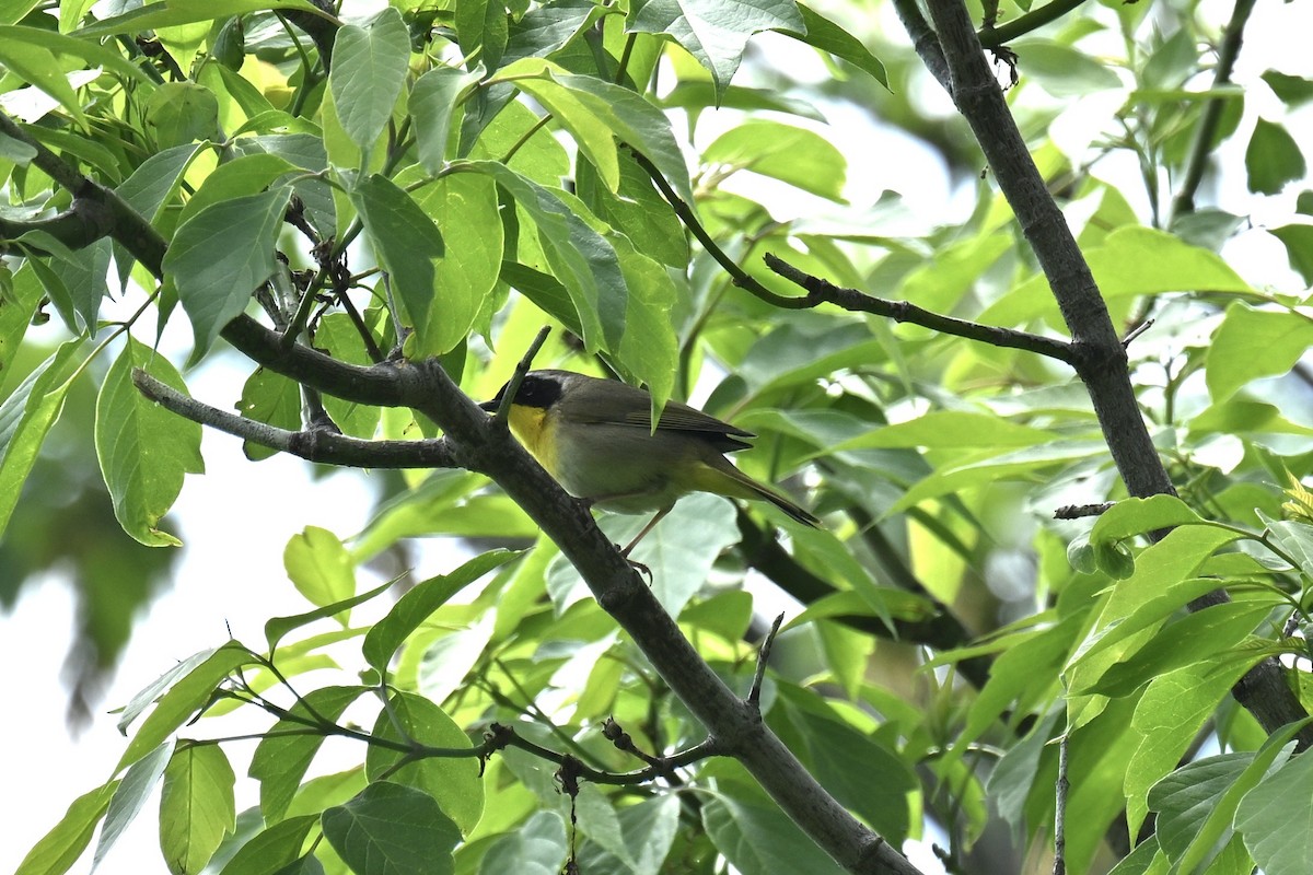 Common Yellowthroat - france dallaire