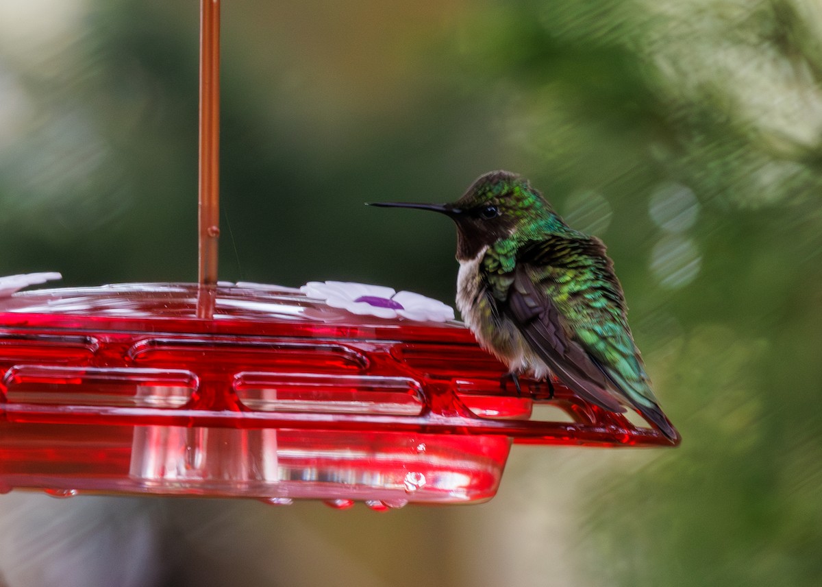Ruby-throated Hummingbird - ML619632101