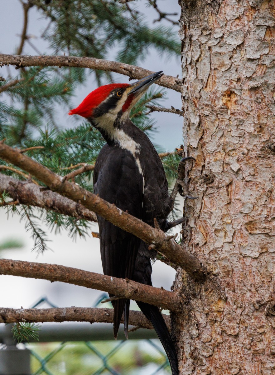 Pileated Woodpecker - J Smith