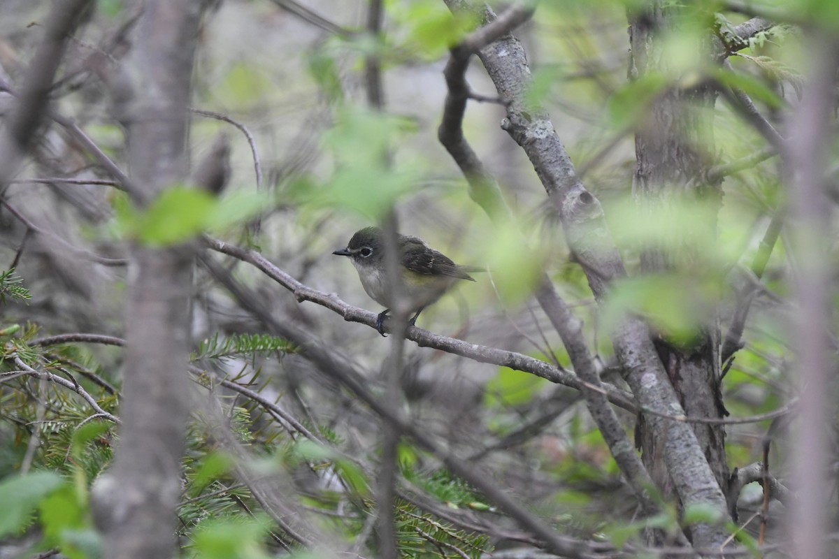 tanımsız Vireo sp. - ML619632118