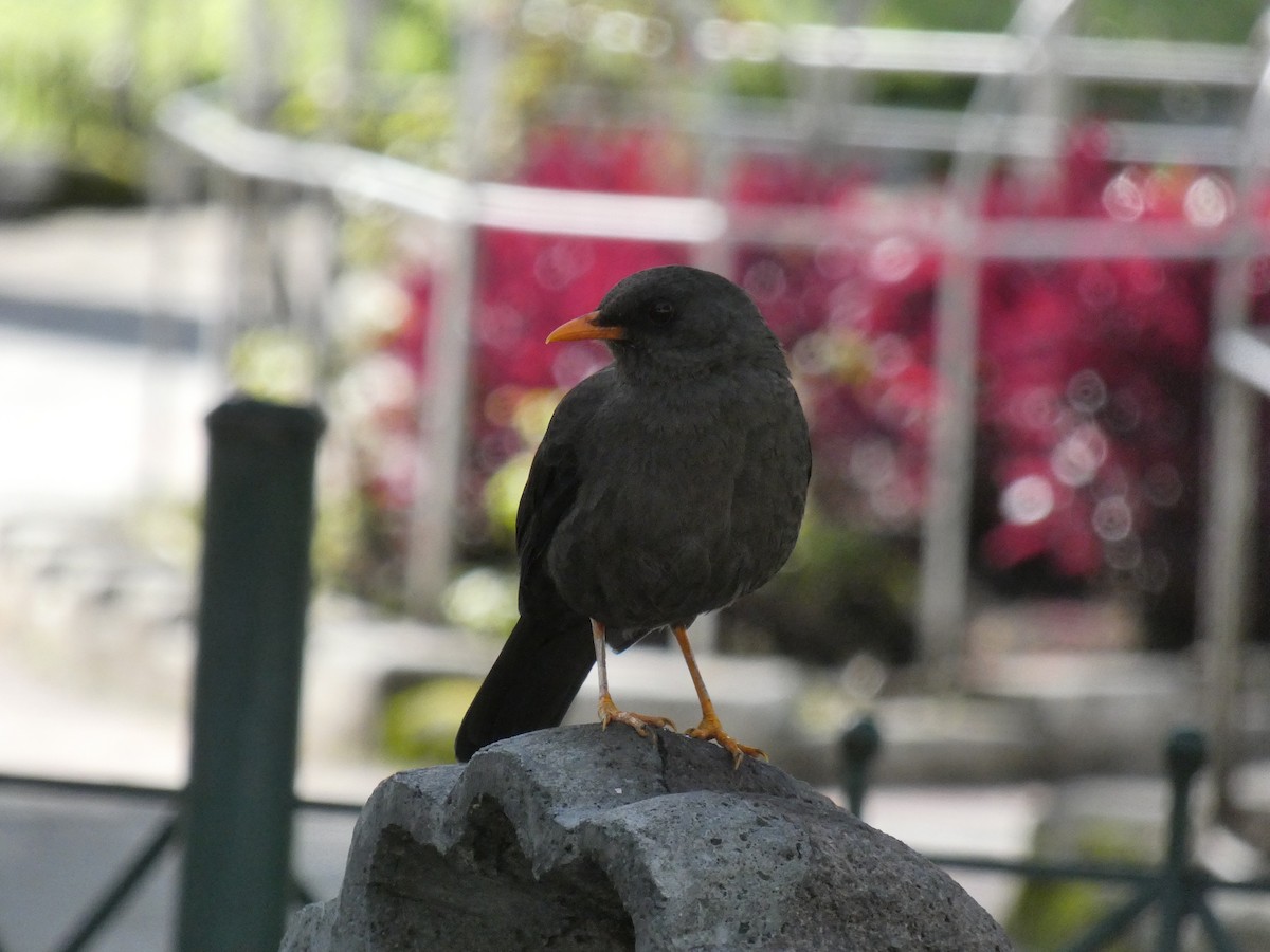 Great Thrush - ML619632124