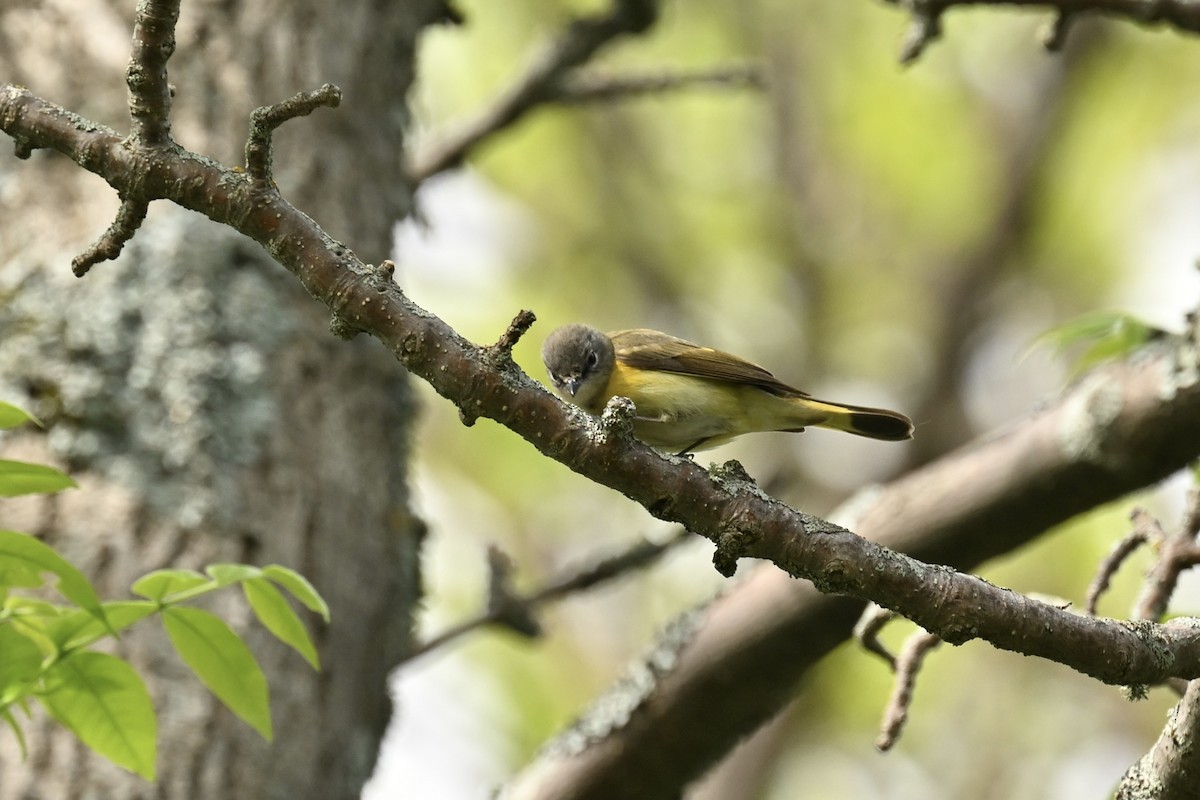 American Redstart - france dallaire