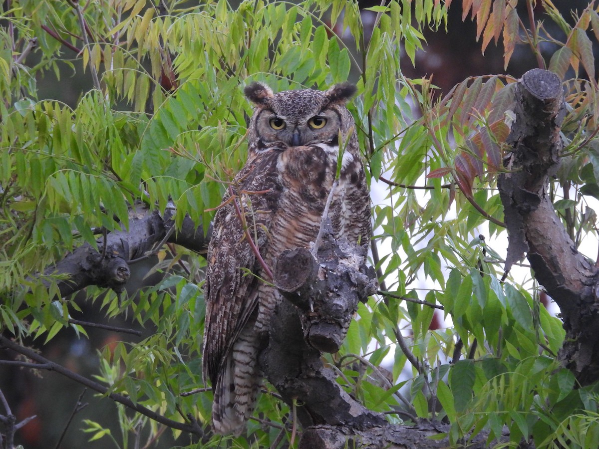 Great Horned Owl - Carolyn Willcox