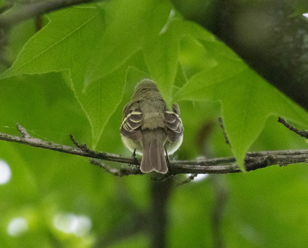 Acadian Flycatcher - ML619632135