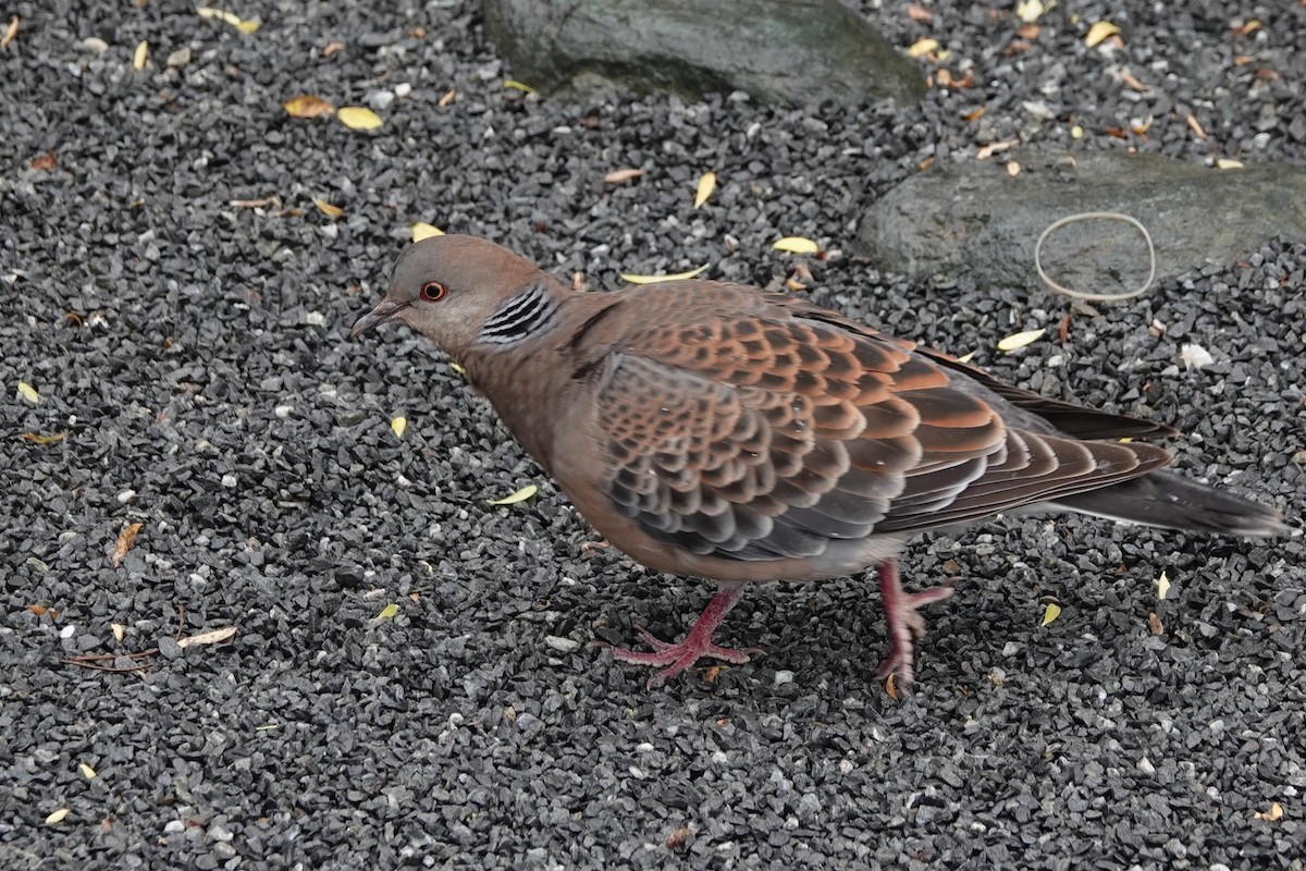 Oriental Turtle-Dove - Terry Doyle