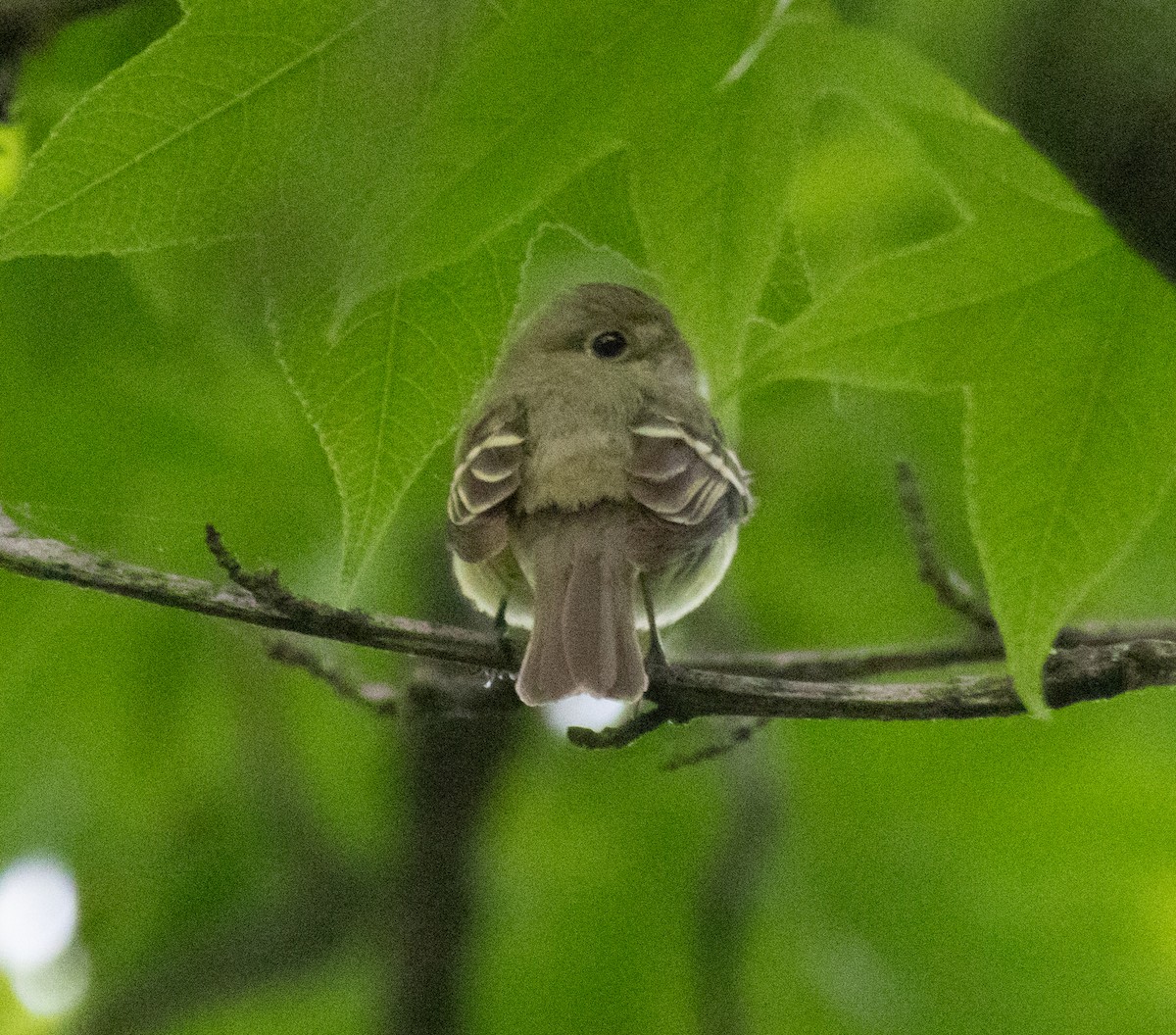 Acadian Flycatcher - ML619632138
