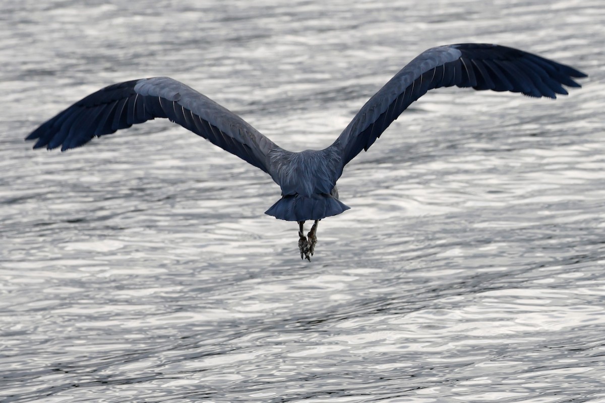 Great Blue Heron - Torgil Zethson