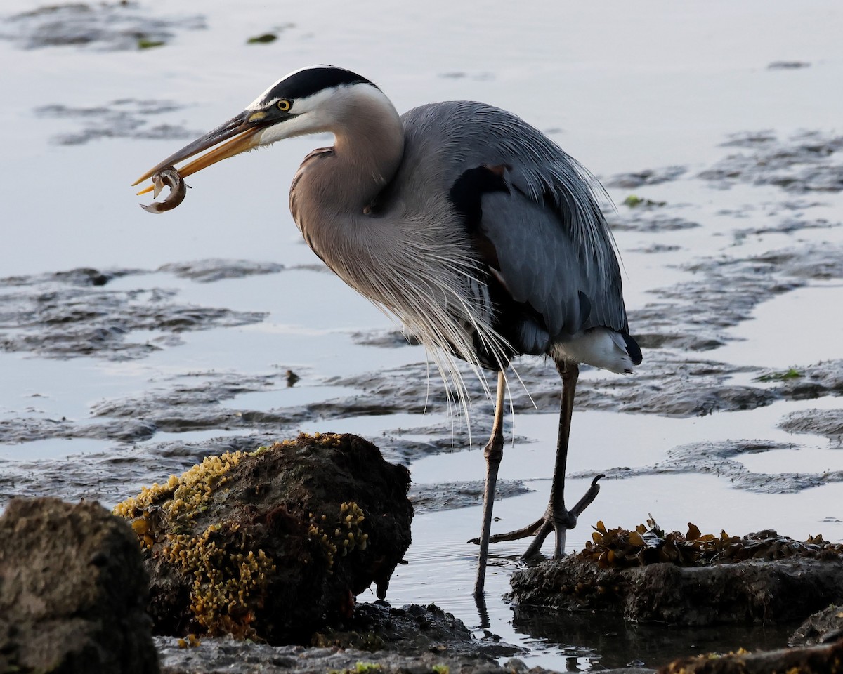 Great Blue Heron - Torgil Zethson