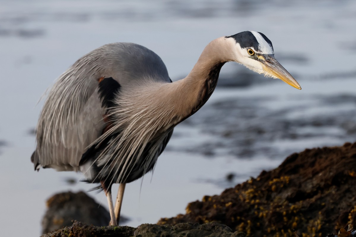 Great Blue Heron - Torgil Zethson