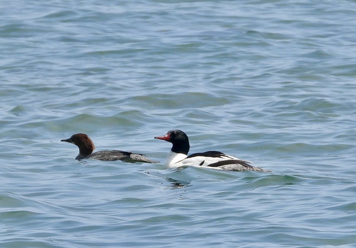 Common Merganser - Pat Hare