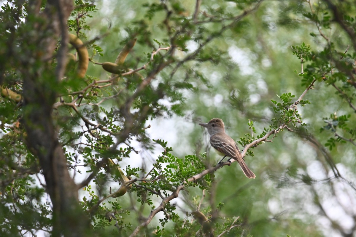 Brown-crested Flycatcher - ML619632150