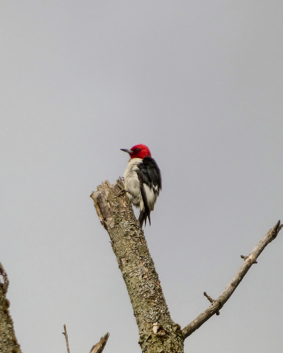 Pic à tête rouge - ML619632153