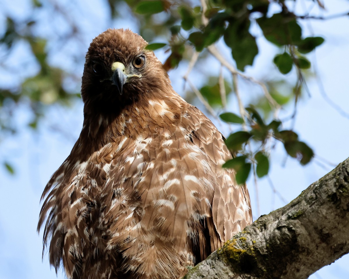 Red-tailed Hawk - Torgil Zethson