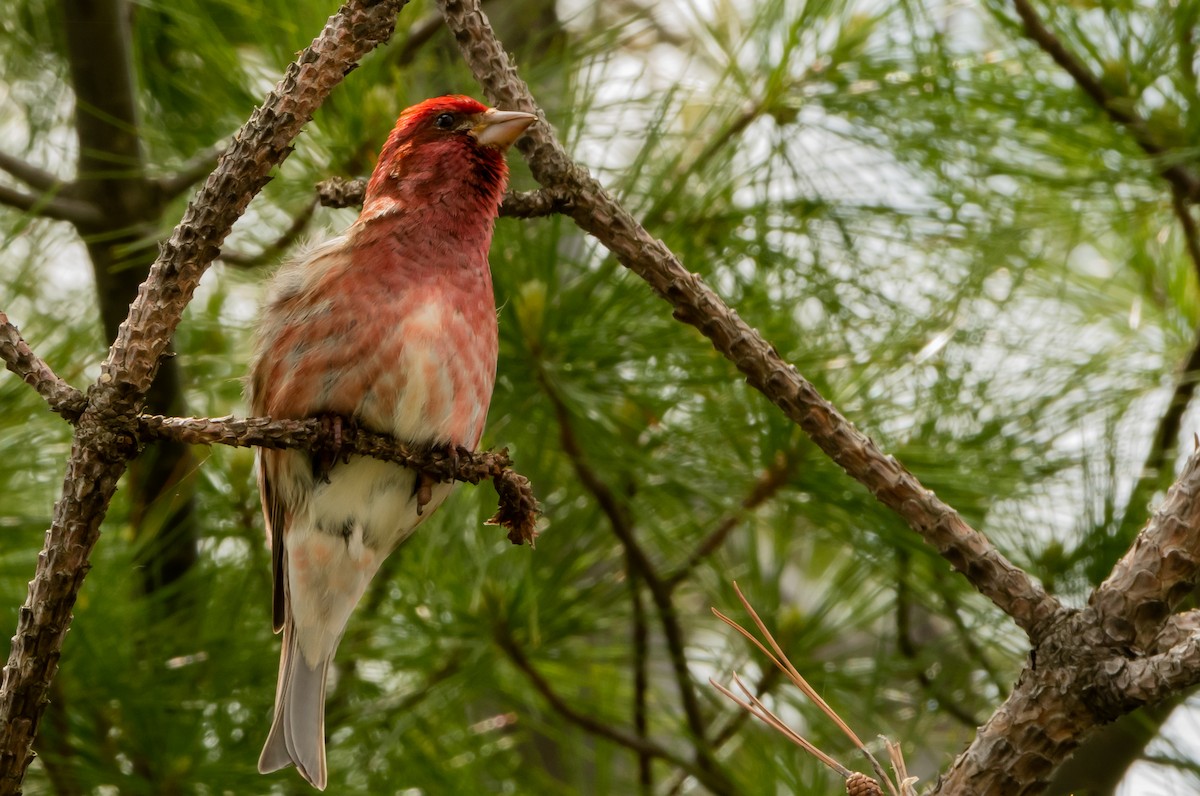 Purple Finch - ML619632166