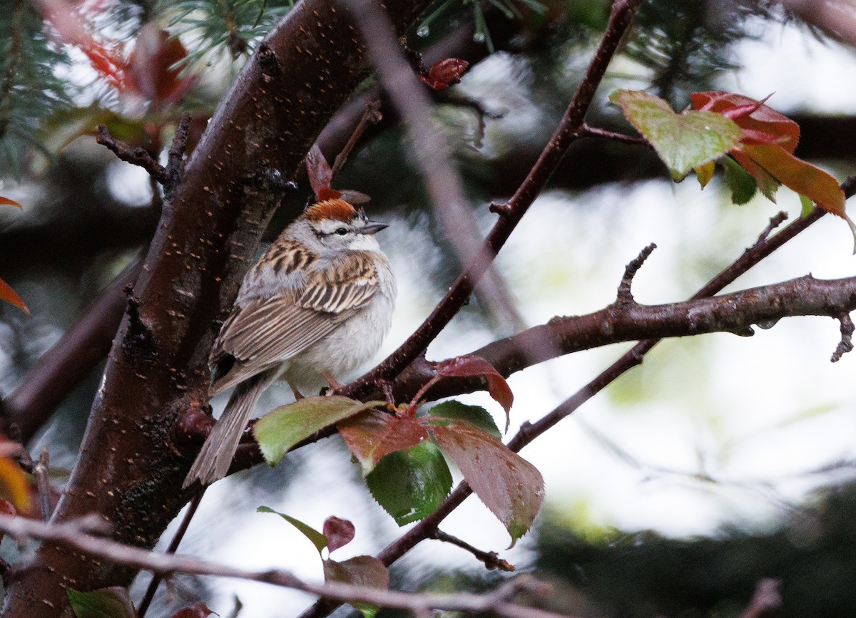 Chipping Sparrow - J Smith