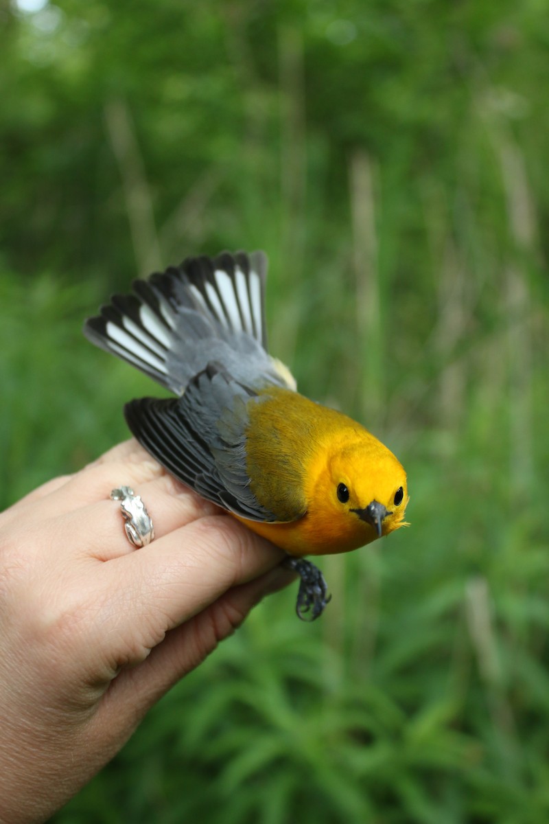 Prothonotary Warbler - ML619632175