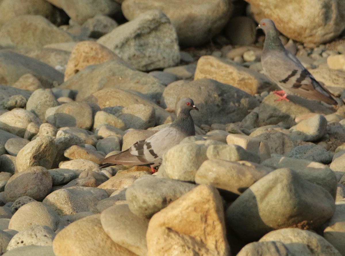Rock Pigeon (Feral Pigeon) - Meruva Naga Rajesh