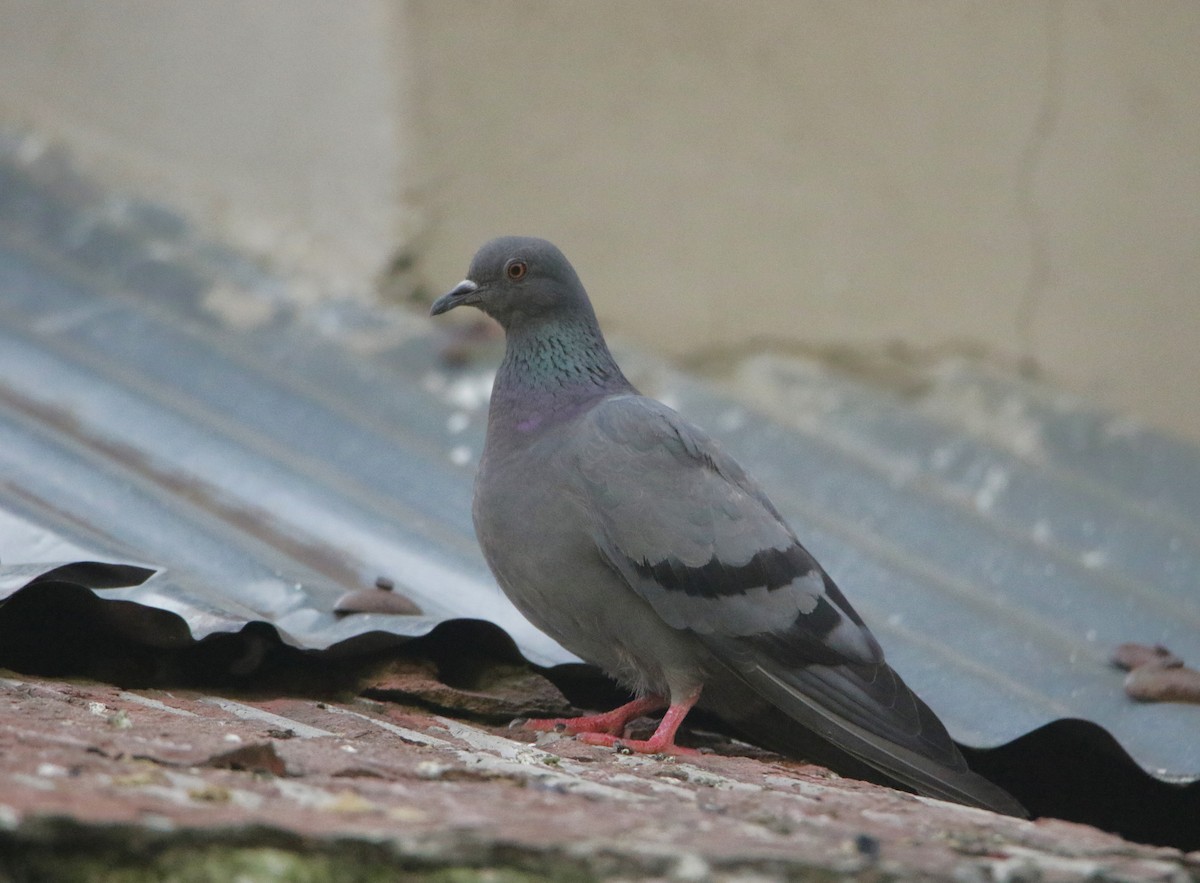 Rock Pigeon (Feral Pigeon) - Meruva Naga Rajesh
