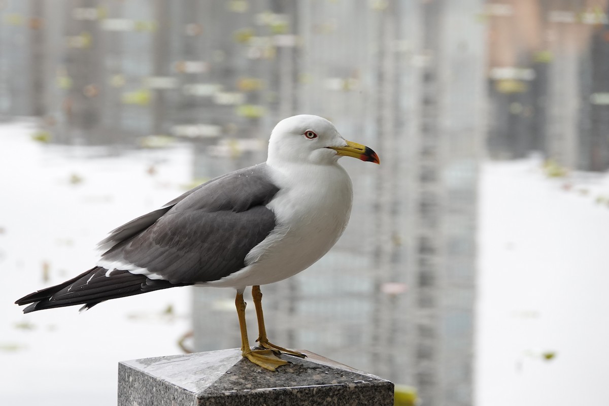 Black-tailed Gull - Terry Doyle