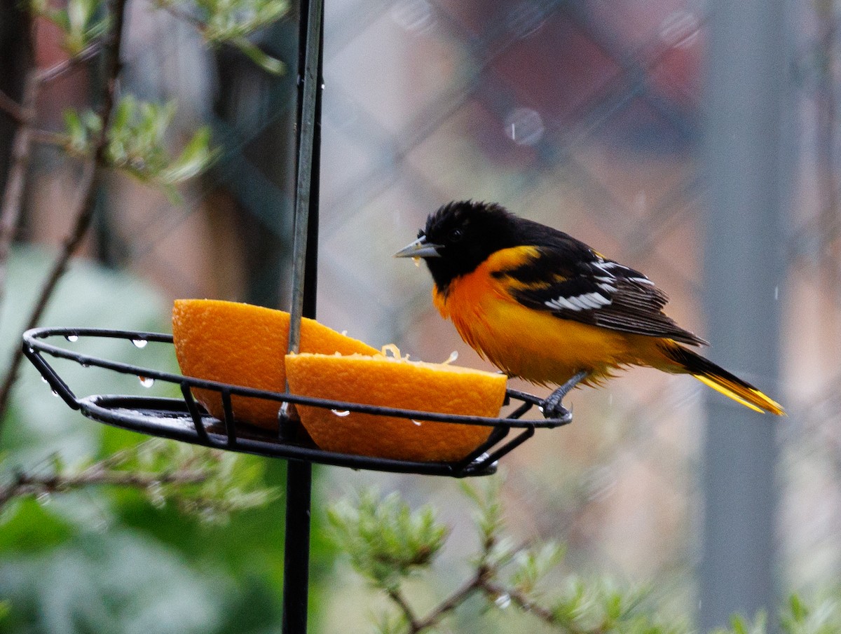 Baltimore Oriole - ML619632187