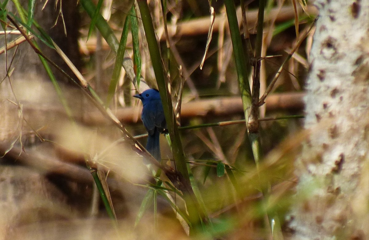 Black-naped Monarch - Andrey Ralev