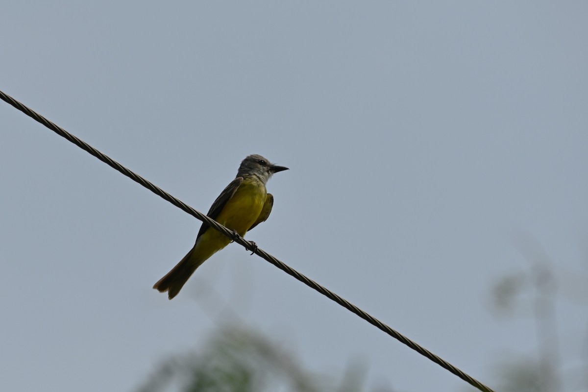 Couch's Kingbird - Liam McGuire