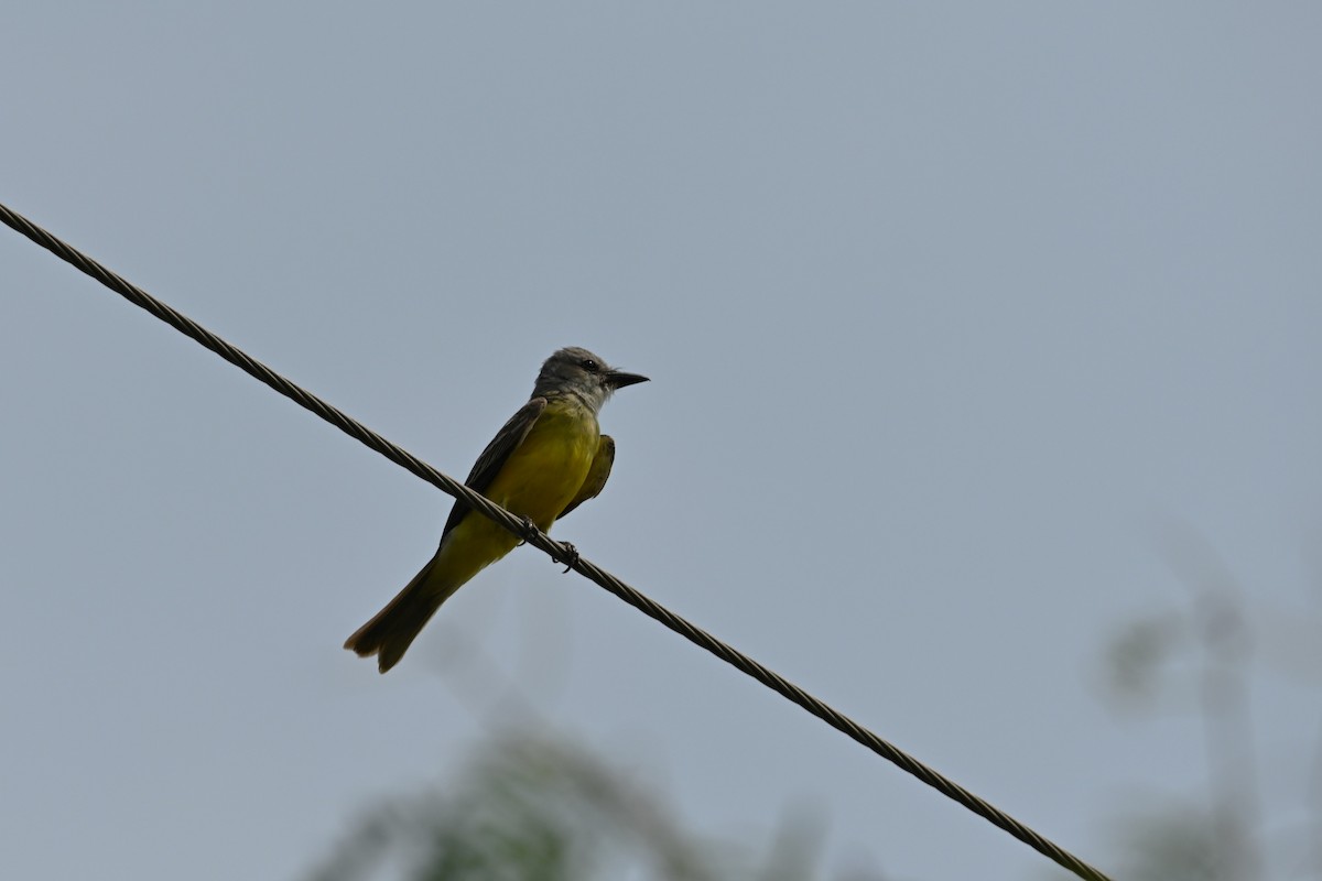 Couch's Kingbird - ML619632190