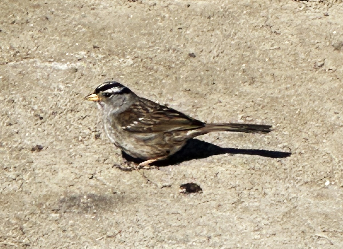 White-crowned Sparrow (nuttalli) - Debbie Diersch
