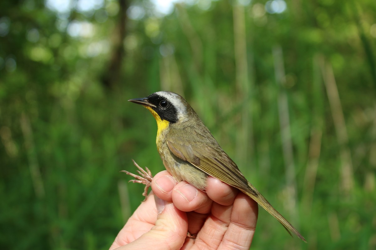 Common Yellowthroat - ML619632196