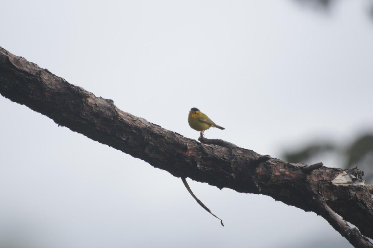 Wilson's Warbler - Joachim Gonzalez