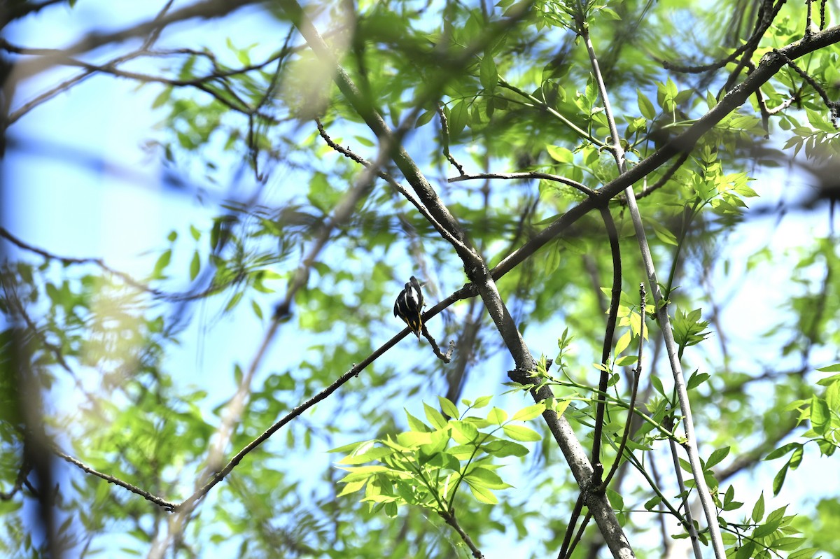 Blackburnian Warbler - france dallaire