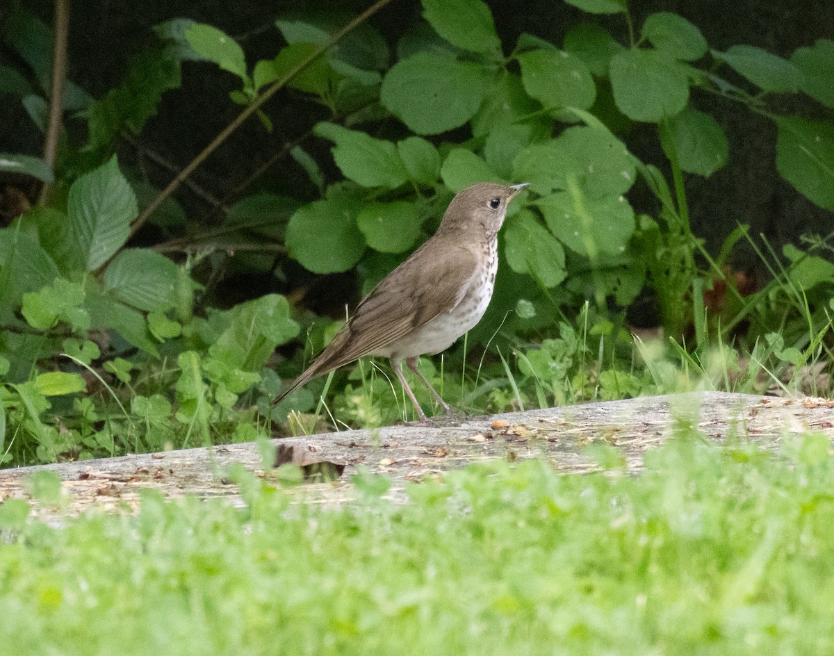 Gray-cheeked Thrush - ML619632204