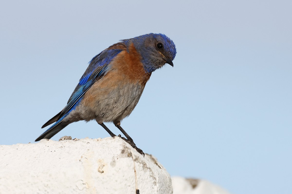 Western Bluebird - Torgil Zethson