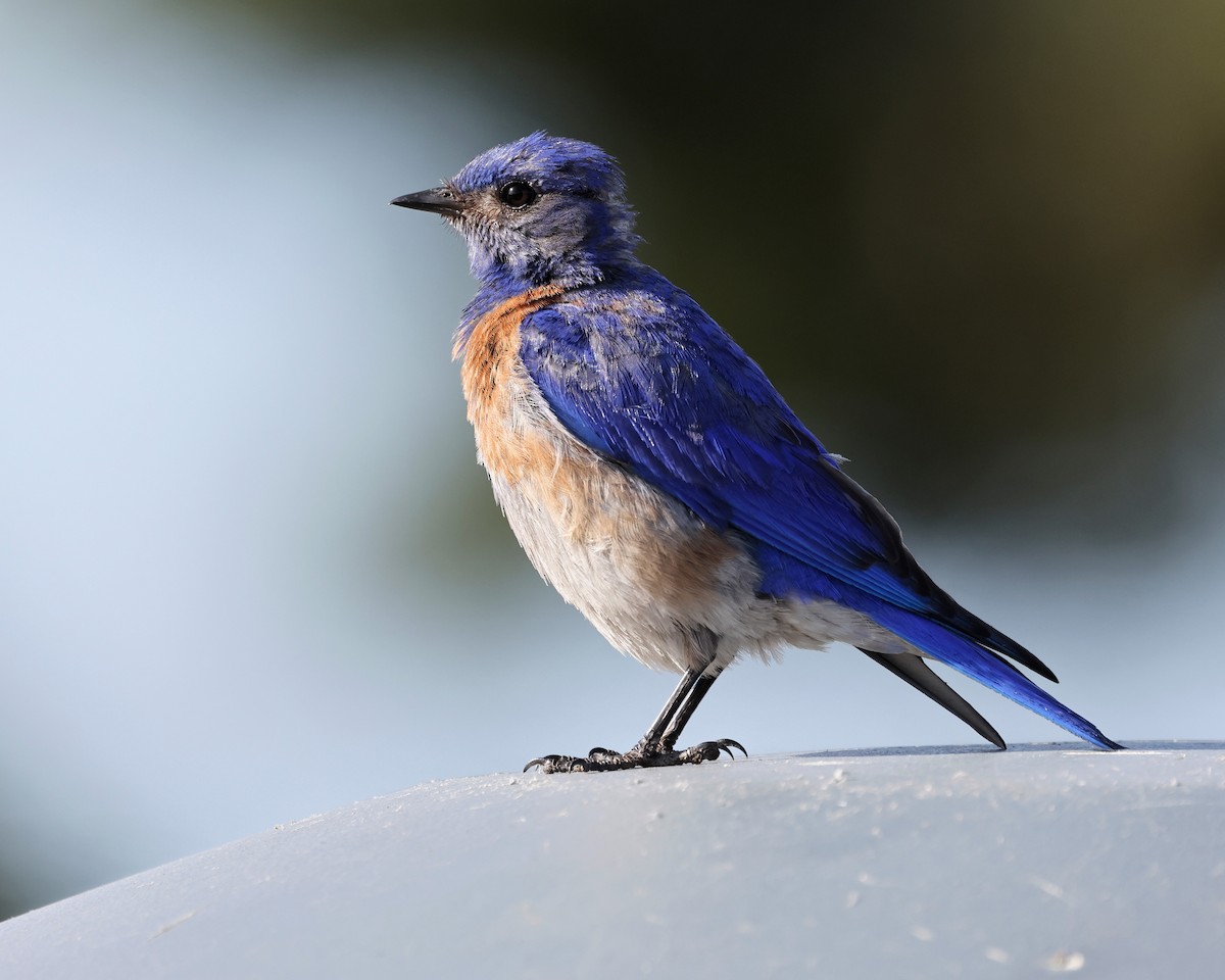 Western Bluebird - Torgil Zethson