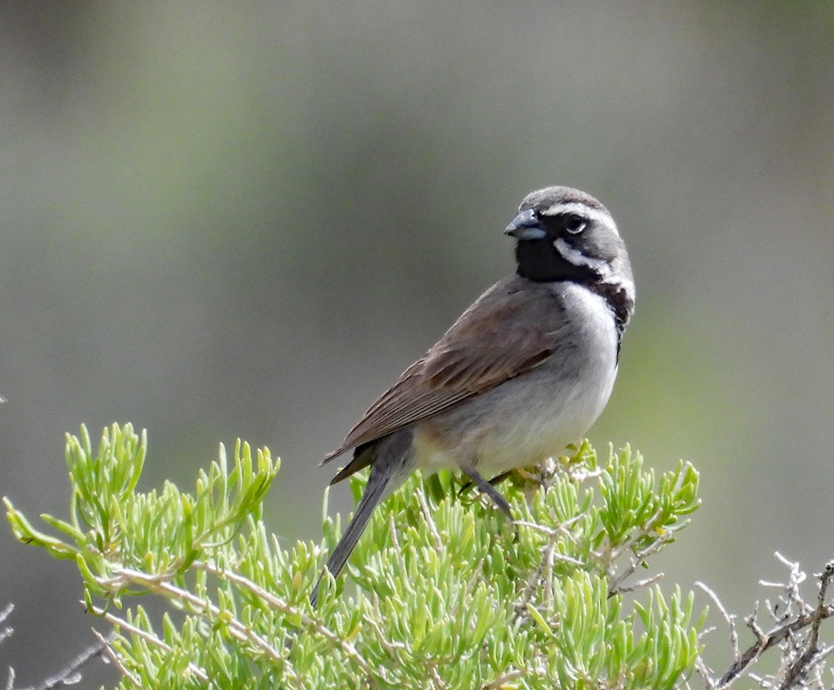 Black-throated Sparrow - Tresa Moulton