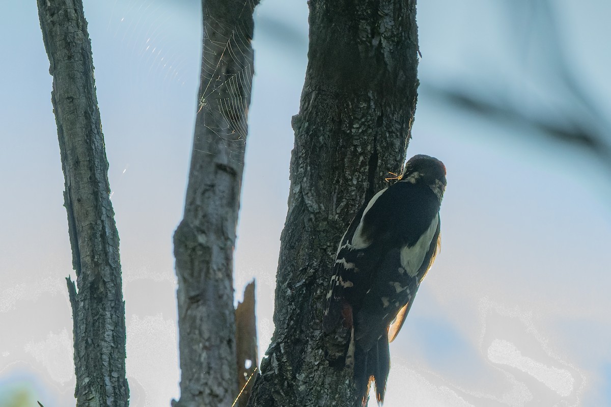 Great Spotted Woodpecker - lucien ABAH