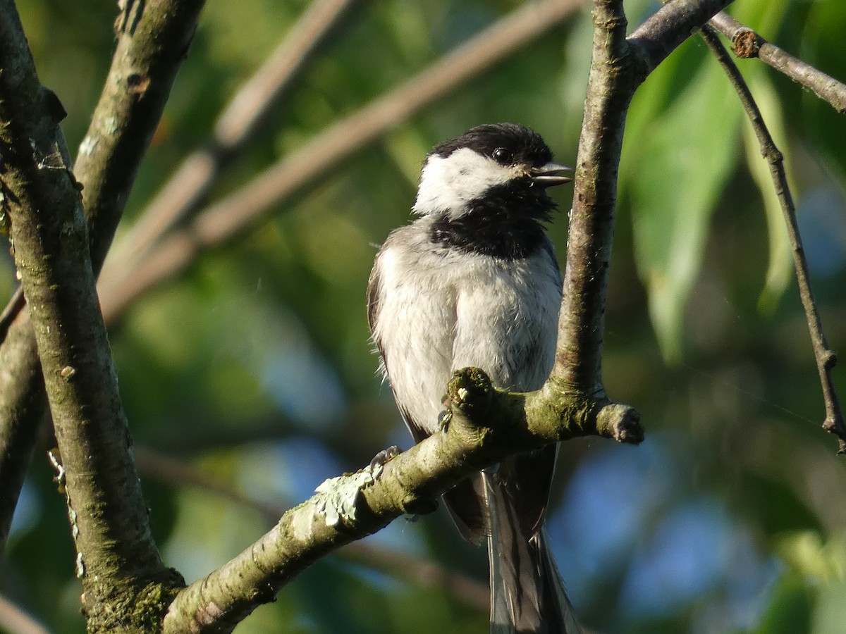 Carolina Chickadee - ML619632215