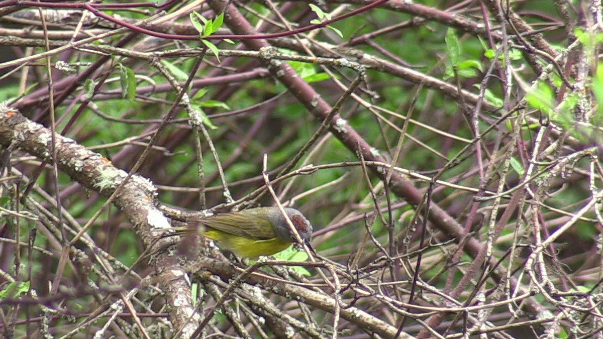 Nashville Warbler - Fred Tilly