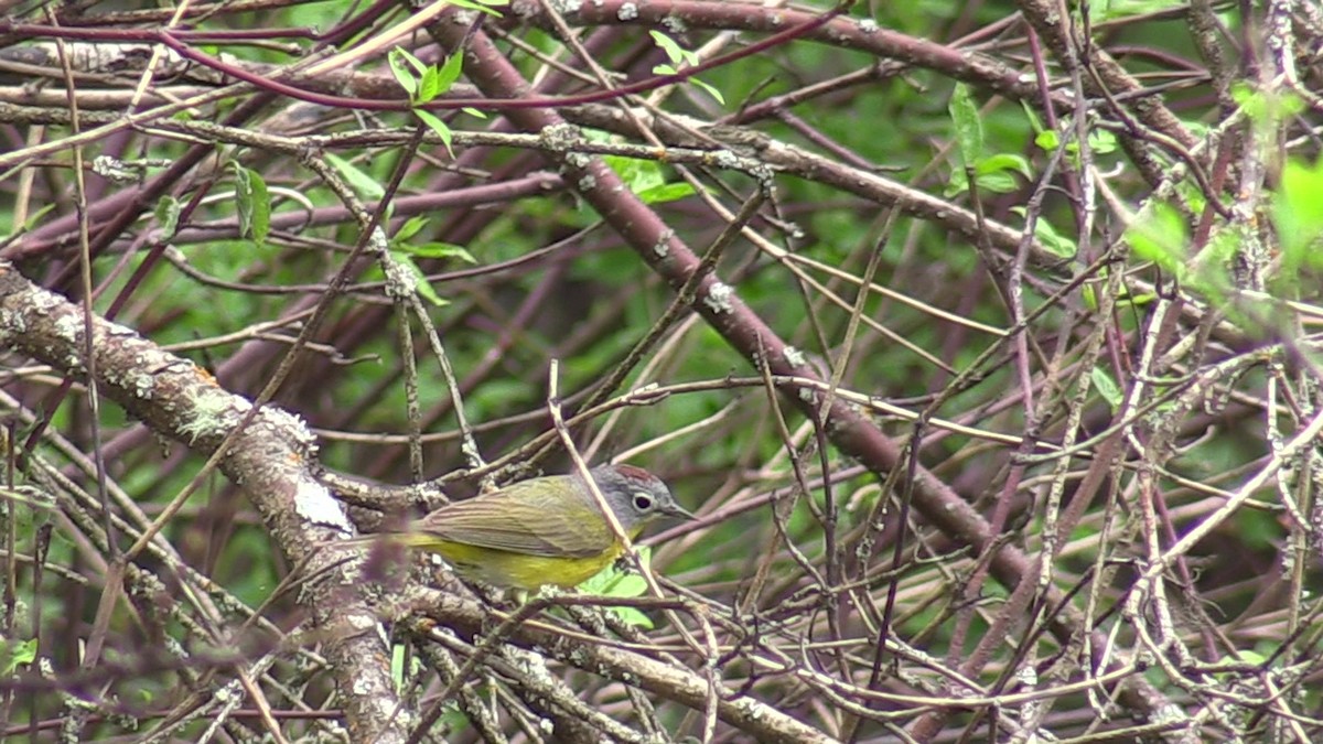 Nashville Warbler - Fred Tilly