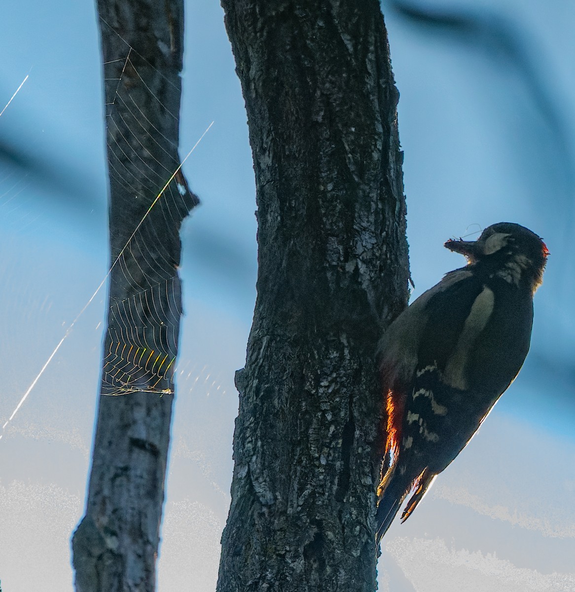 Great Spotted Woodpecker - lucien ABAH