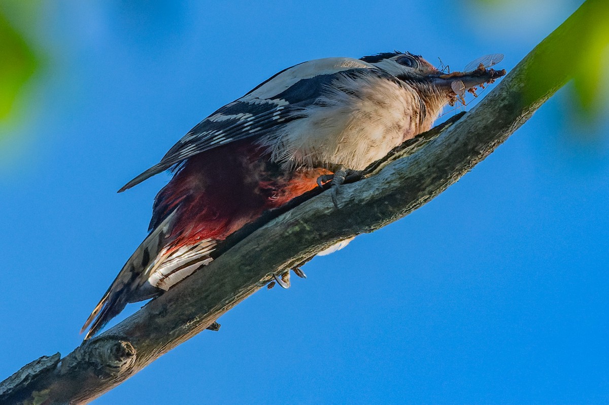 Great Spotted Woodpecker - lucien ABAH