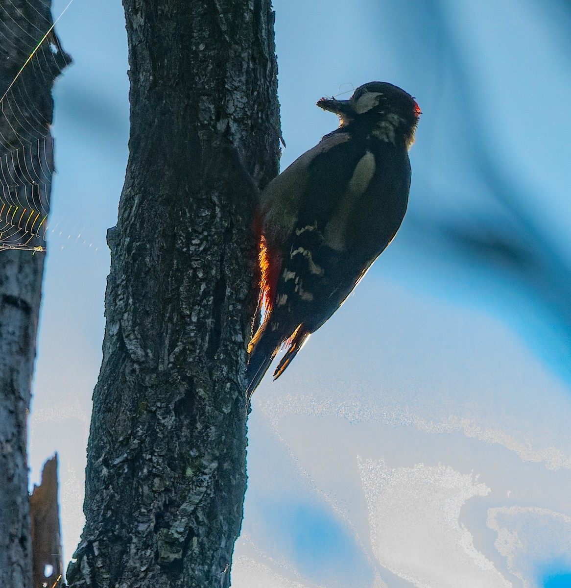 Great Spotted Woodpecker - lucien ABAH