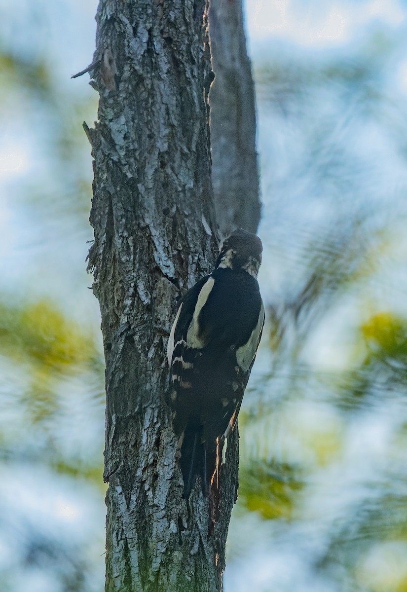 Great Spotted Woodpecker - lucien ABAH