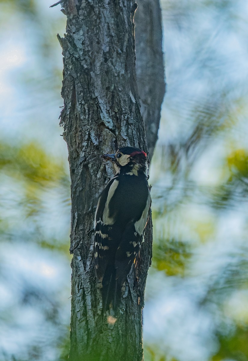 Great Spotted Woodpecker - lucien ABAH